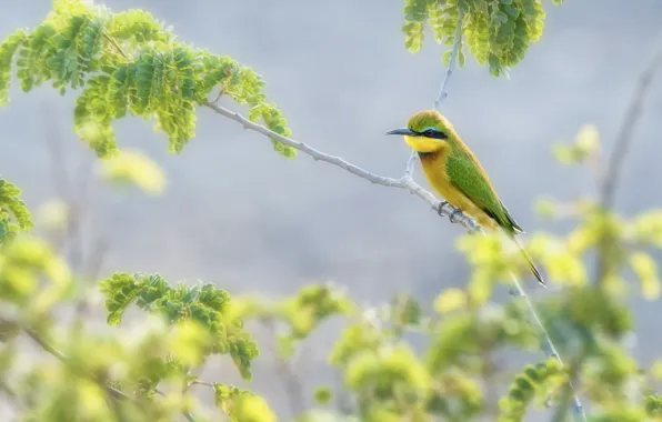 Picture Golden bee-eater, peeled, bird, leaves, branches