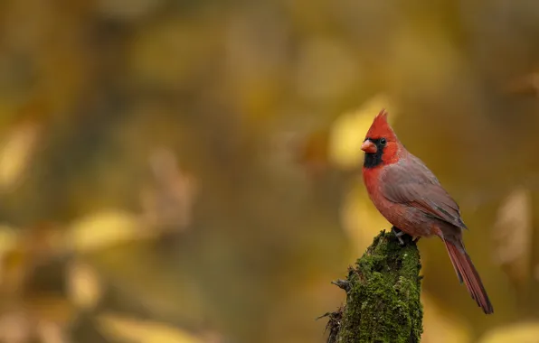 Autumn, nature, bird, foliage, stump, yellow background, bokeh, cardinal