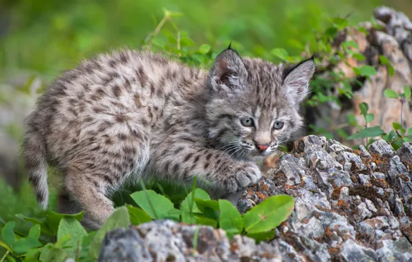 Cub, kitty, lynx, wild cat, a small lynx