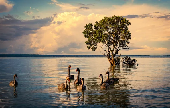 Picture clouds, light, trees, landscape, lake, bird, black, pack