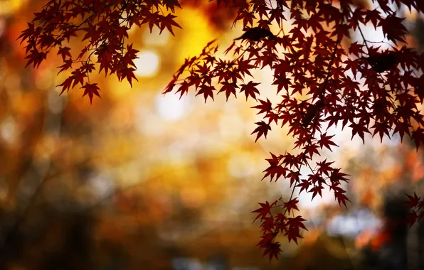 Picture autumn, nature, glare, foliage, branch