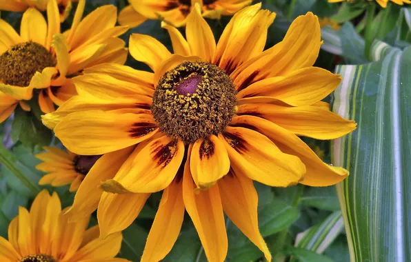 Picture macro, petals, Rudbeckia