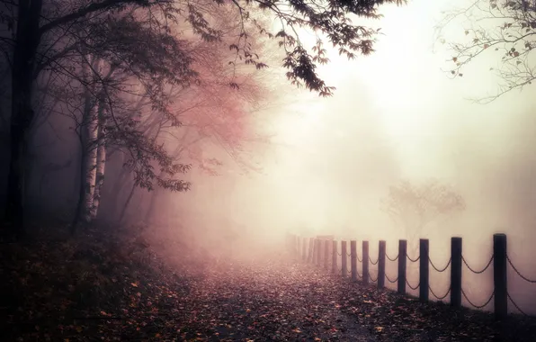 Picture autumn, fog, the fence, morning