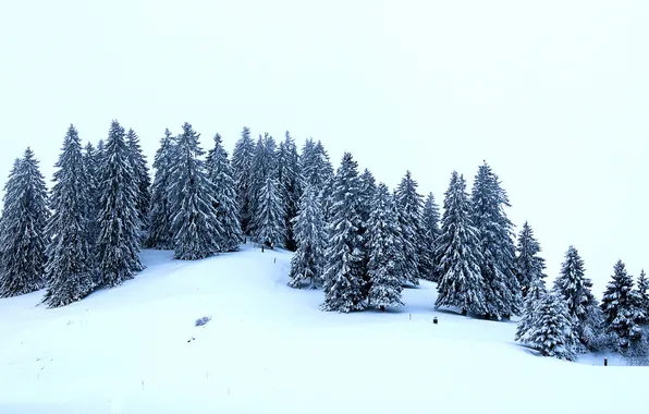 Winter, snow, trees, ate, hill