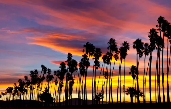 Sunset, Palm trees, CA, USA, America, Sunset, California, Santa Barbara