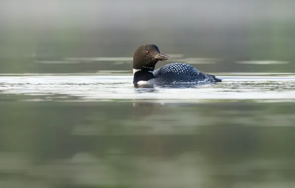Picture nature, bird, pond, Chernokova Loon