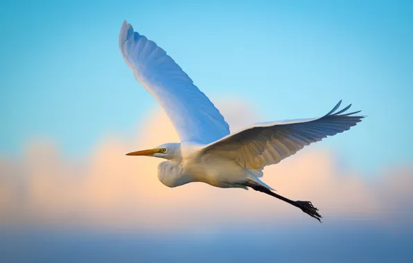 Picture flying, wings, egret
