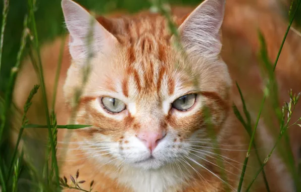 Cat, look, red, muzzle, Kote, grass