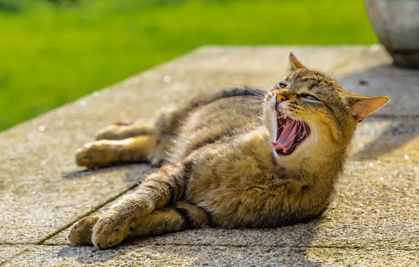 Cat, lies, yawns
