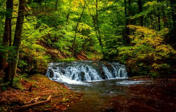 Picture greens, forest, trees, stream