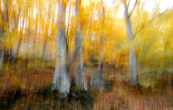 Autumn, forest, trees, line, branches, nature, strip, treatment