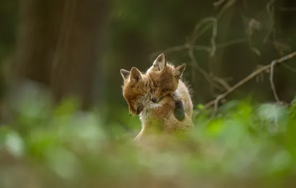 Nature, pose, glade, the game, Fox, a couple, cubs, two Fox