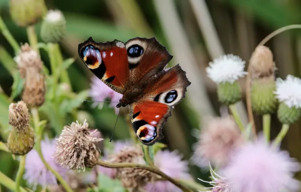 Macro, flowers, stems, butterfly, pink, buds, bokeh, Emperor moth