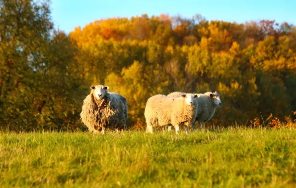 Field, autumn, grass, light, trees, sheep, wool, pasture