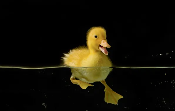 Picture water, birds, nature, black, duck, duck