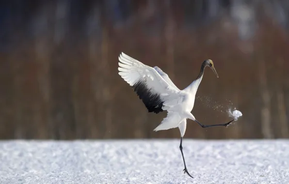 Picture winter, snow, bird, wings, dance, Japanese crane