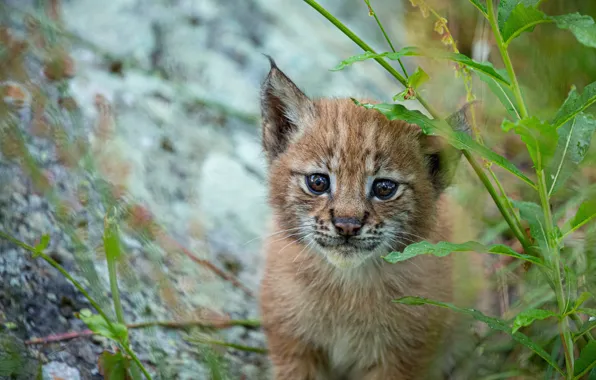 Picture portrait, look, leaves, bokeh, lynx, face, a small lynx