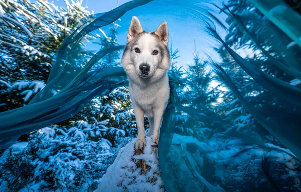Winter, frost, forest, look, snow, nature, pose, blue
