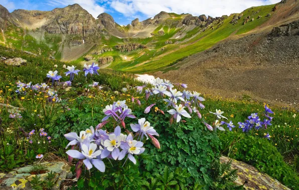 Picture landscape, flowers, mountains, nature, valley, Colorado, USA, meadows