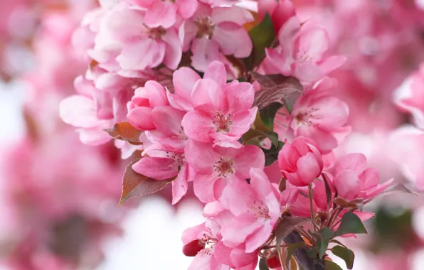 Macro, flowers, branch, spring, pink, Apple, flowering, bokeh
