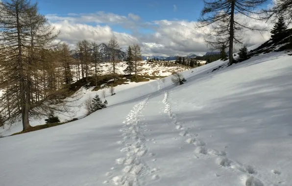 Snow, traces, Winter, trail, frost, nature, winter, snow