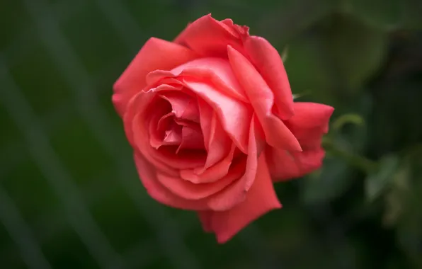 Picture macro, rose, Bud, scarlet rose