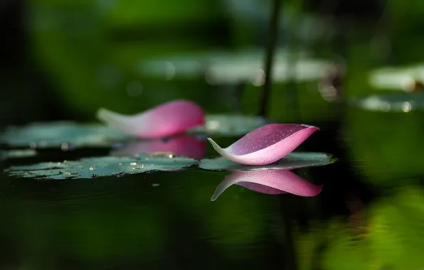 Water, flowers, lake, petals, Lotus, bokeh