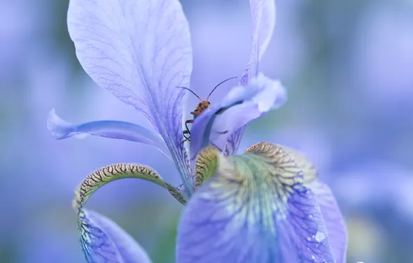 Macro, flowers, blue, beetle, insect