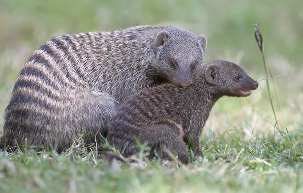 Picture grass, predator, cub, mongoose