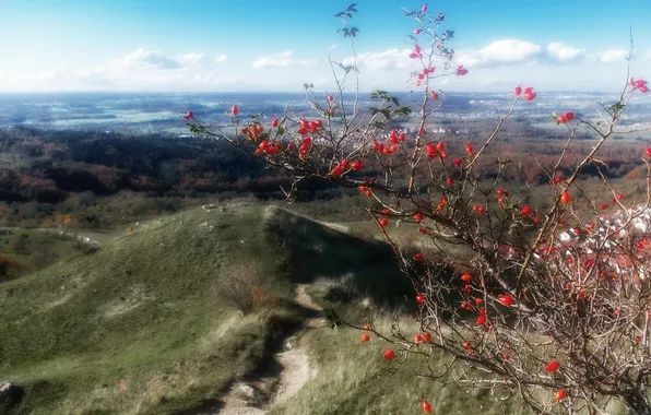 Picture the sky, clouds, mountains, berries, Bush, fruit