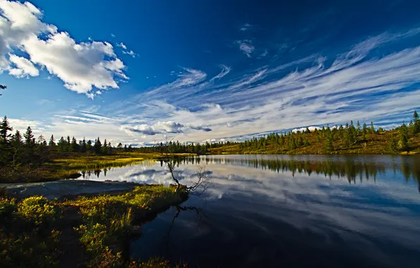 Picture forest, the sky, clouds, river