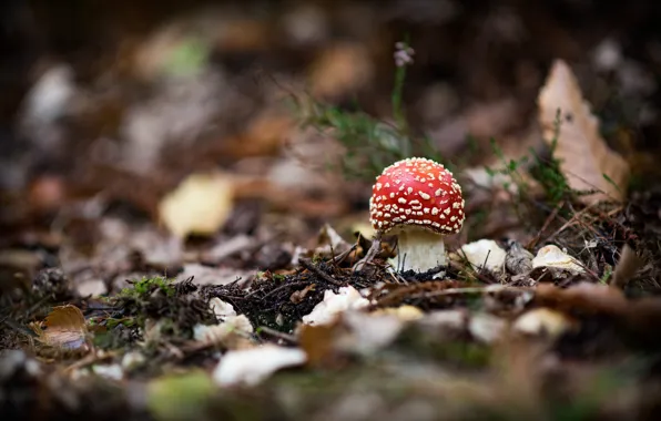 Autumn, leaves, nature, mushrooms, mushroom, mushroom, bokeh