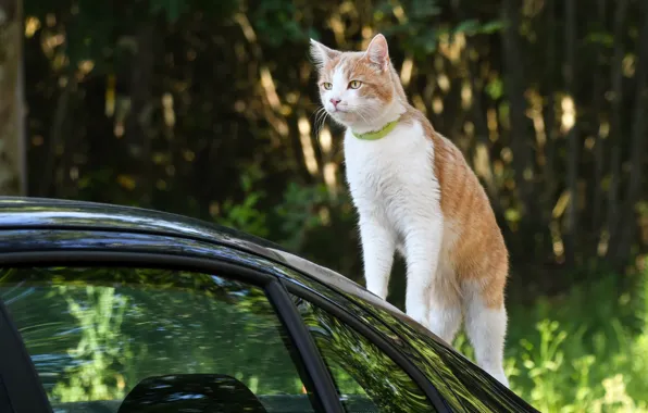 Picture machine, cat, cat, look, face, nature, pose, red