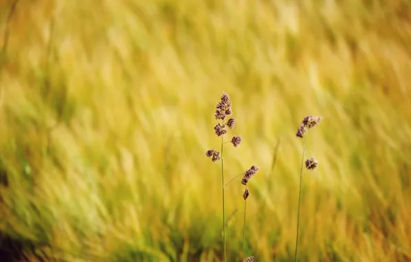 Picture Nature, Minimalism, Nature, Bokeh, Bokeh