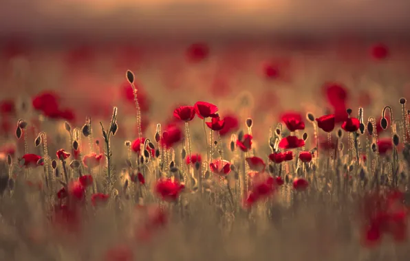 Field, summer, light, flowers, nature, glade, Mac, Maki