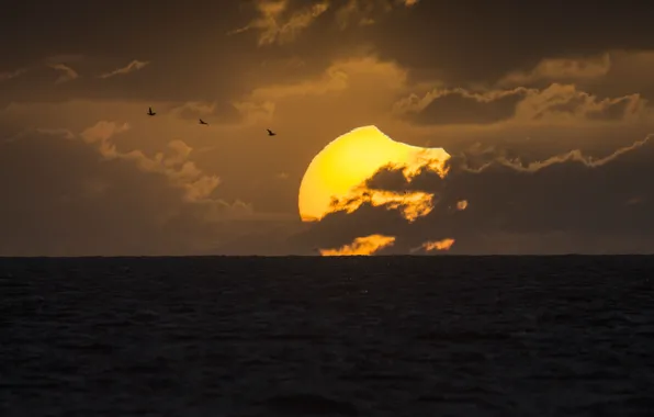 Picture sea, the sun, clouds, bird, Eclipse