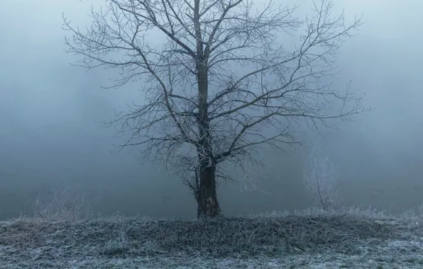 Winter, frost, grass, nature, fog, tree