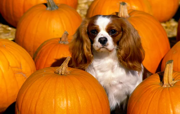 Picture color, dog, pumpkin, ears