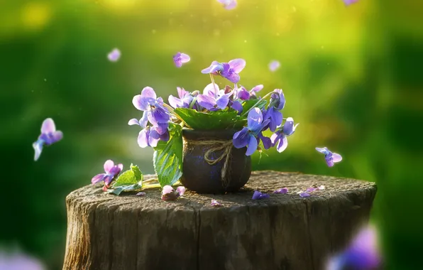 Picture Pansy, blurred background, in a pot, on the stump
