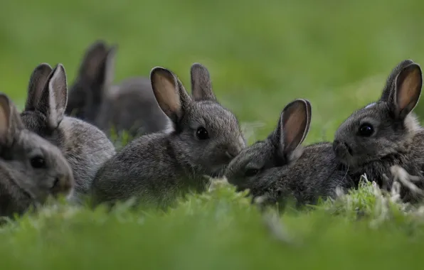 Grass, rabbits, kids