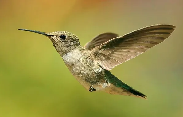 Flight, nature, bird, wings, beak, Hummingbird