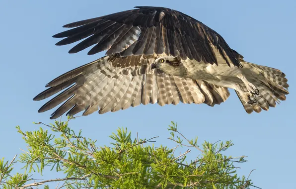 Picture greens, the sky, flight, tree, bird, wings, branch, hawk