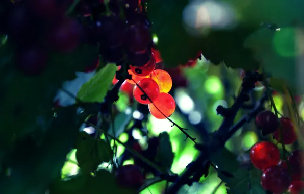 Picture berries, foliage, red currant