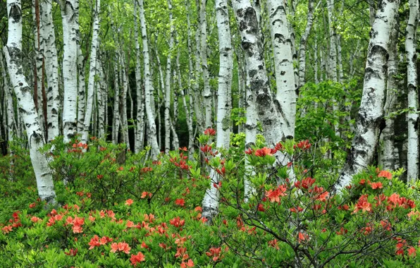 Picture nature, birch, grove