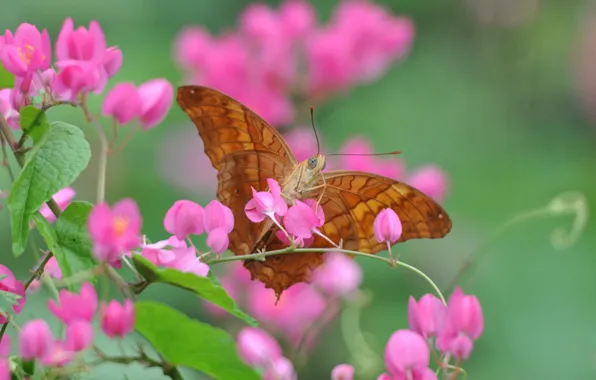 Picture macro, flowers, butterfly, plant, petals, insect