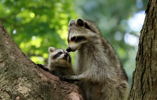 Picture tree, baby, cub, raccoons, motherhood