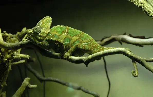 Picture chameleon, tree, branch
