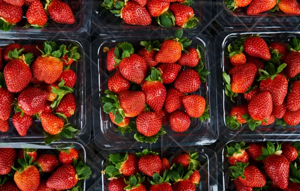 Berries, harvest, strawberry, containers, packaging, trays, Victoria, boxes