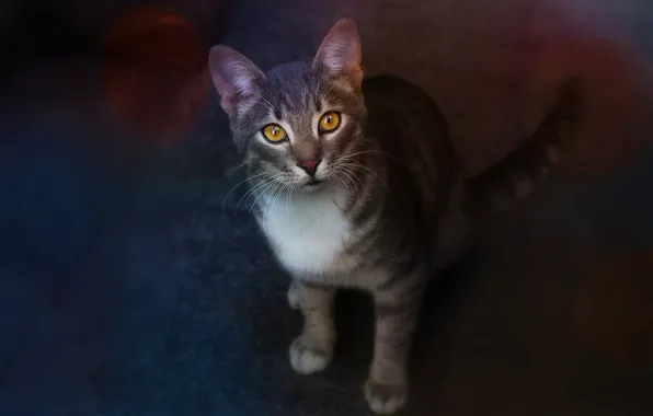 Cat, cat, look, the dark background, treatment, sitting, yellow eyes