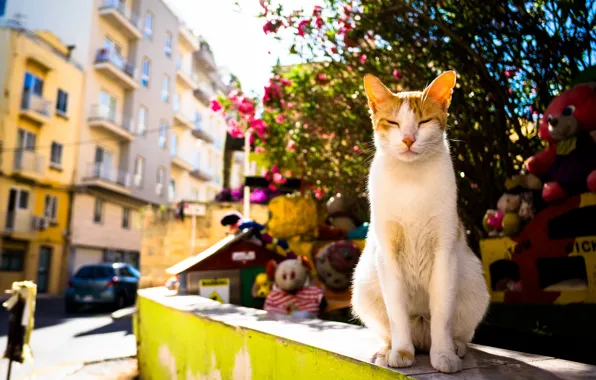 Picture summer, cat, the city